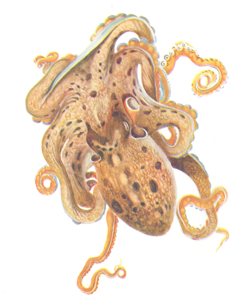 FISH. Octopus (Eledone moschites)  1936 old vintage print picture